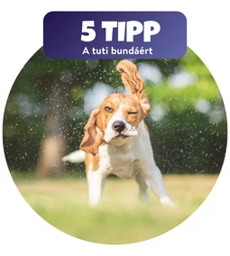 5 tipp, hogyan ápold tavasszal kutyád bőrét és szőrét
