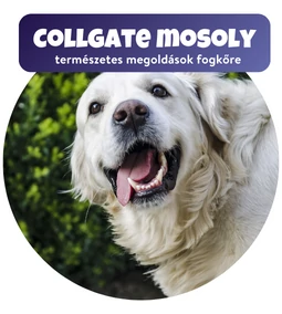 Fogkőleszedés altatás és macera nélkül! Woof