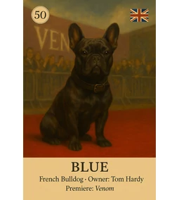Blue - Tom Hardy francia bulldogja, aki ellopta a show-t / Híres kutyák - 7. rész