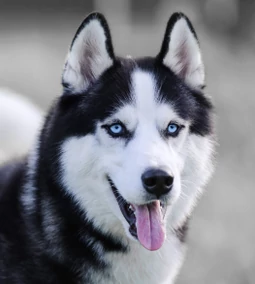 A husky kutyafajta: az északi szépség és a kitartás példaképe