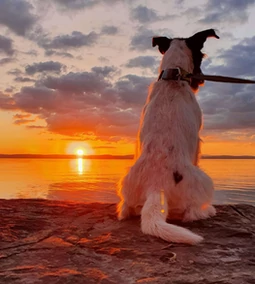 Ismerd meg a 4MyDog csapatát! Smafu