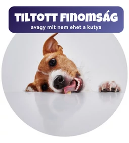 10 étel amit ne adj a kutyádnak!