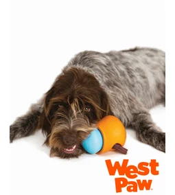 Nincs időd tréningezni? – Okos játék, fáradt kutya: West Paw tippek