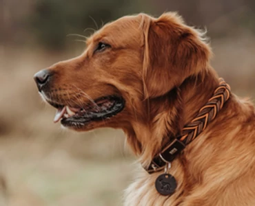 Nyakörvek és hámok