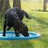Kép 2/3 - Coolpets Splash Sprinkler Spriccelő Matrac Kutyáknak