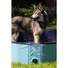 Kép 3/4 - CoolPets Splash Dog Pool UV Álló Kutyamedence