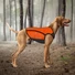 Kép 4/4 - EzyDog Thermax Dog Vest