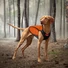 Kép 2/4 - EzyDog Thermax Dog Vest