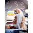 Kép 3/4 - Crazy Cat Fun Bubbles buborékfújó