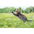 Kép 4/4 - Crazy Cat Fun Bubbles buborékfújó