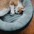 Kép 5/10 - Hunter Bed Sumba