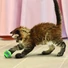 Kép 5/5 - KONG Cat Tennis Balls