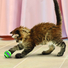 Kép 5/5 - KONG Cat Tennis Balls