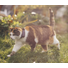 Kép 5/9 - Tractive GPS CAT Mini Nyomkövető és Aktivitásmérő macskáknak