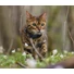 Kép 4/9 - Tractive GPS CAT Mini Nyomkövető és Aktivitásmérő macskáknak
