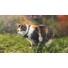 Kép 6/9 - Tractive GPS CAT Mini Nyomkövető és Aktivitásmérő macskáknak