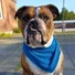 Kép 3/3 - CoolPets Cooling Bandana Hűsítő Kendő Kutyáknak