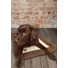 Kép 2/2 - Danish Dog Design Rodeo Fleece Matrac