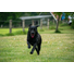 Kép 5/5 - Dog Comets Blazar Jet