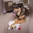Kép 6/7 - Hear Doggy®