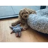 Kép 4/5 - Bunny Puppy Crunchy Knot