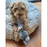 Kép 5/5 - Bunny Puppy Crunchy Knot