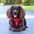 Kép 5/5 - EzyDog Chest Plate™ hám