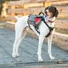 Kép 3/5 - EZYDOG Summit Backpack