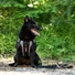 Kép 4/4 - Ezydog X-Link No Pull Kutyahám