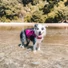 Kép 2/2 - Ezydog DFD X2 BOOST mentőmellény
