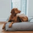 Kép 4/5 - Hunter Dog Bed Quilted Lancaster