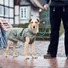 Kép 9/10 - Hunter Uppsala Trend Teddy Béléses Vízálló Kutyakabát 