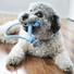 Kép 2/2 - KONG® Puppy Goodie Bone™ kötéllel kölyök kutyajáték