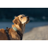 Kép 2/7 - Tractive GPS DOG XL Nyomkövető és Aktivitásmérő nagytestű kutyáknak