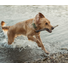 Kép 4/7 - Tractive GPS DOG XL Nyomkövető és Aktivitásmérő nagytestű kutyáknak