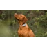 Kép 6/6 - Tractive GPS DOG 6 Nyomkövető és Aktivitásmérő kutyáknak