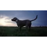 Kép 5/6 - Tractive GPS DOG 6 Nyomkövető és Aktivitásmérő kutyáknak