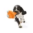 Kép 6/6 - West Paw Rowdies® 